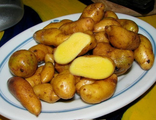 Aardappels 'Mayan Gold'