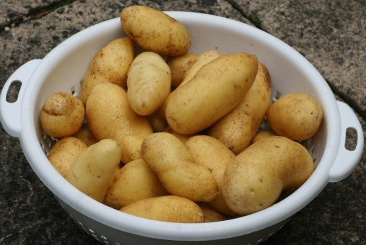 Aardappels 'Mayan Gold'