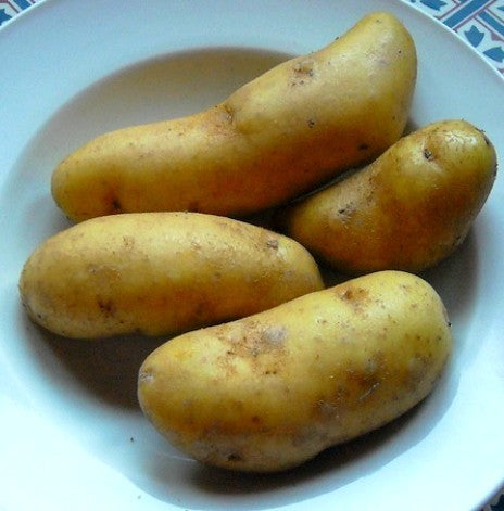 Aardappels 'Mayan Gold'