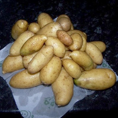 Aardappels 'Mayan Gold'