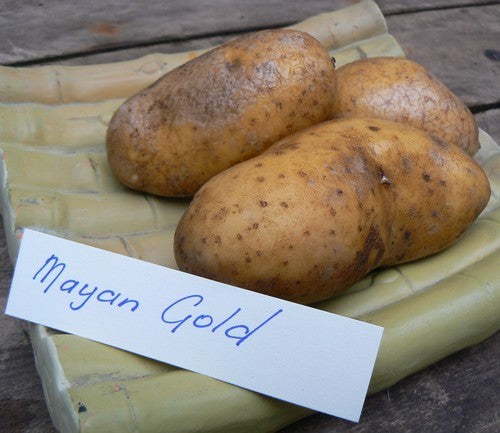 Aardappels 'Mayan Gold'