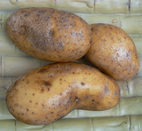 Aardappels 'Mayan Gold'