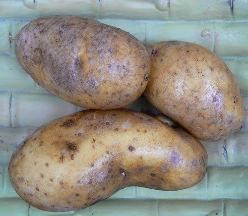 Aardappels 'Mayan Gold'