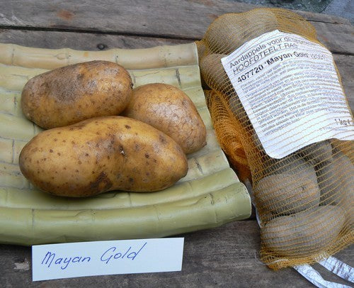 Aardappels 'Mayan Gold'