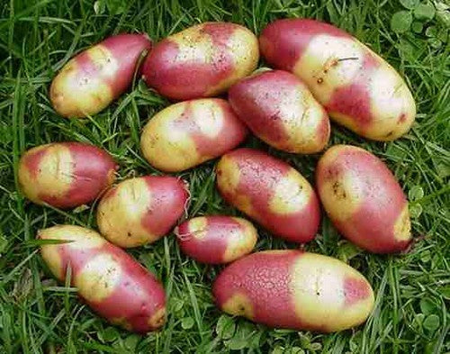 Aardappels 'Mayan Twilight'