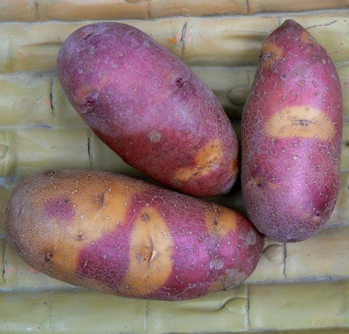 Aardappels 'Mayan Twilight'