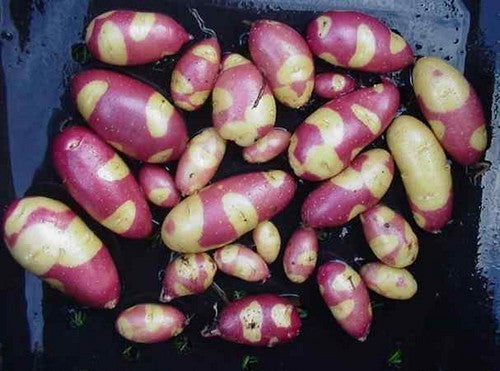 Aardappels 'Mayan Twilight'