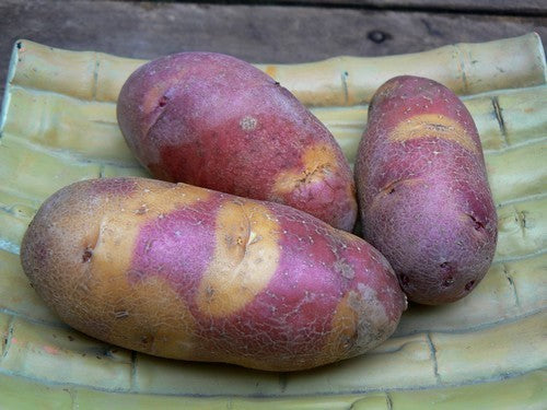 Aardappels 'Mayan Twilight'