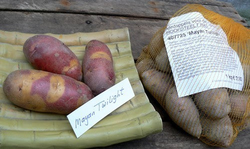 Aardappels 'Mayan Twilight'