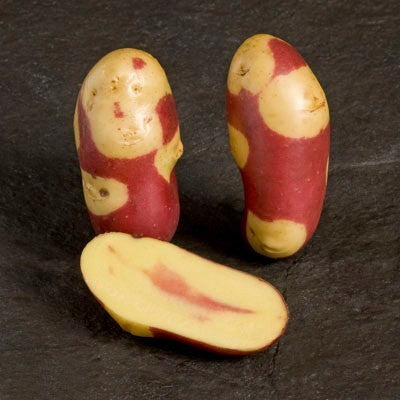 Aardappels 'Mayan Twilight'