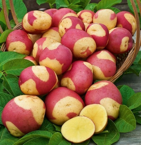 Aardappels 'Mayan Twilight'