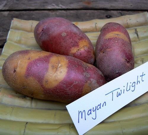 Aardappels 'Mayan Twilight'