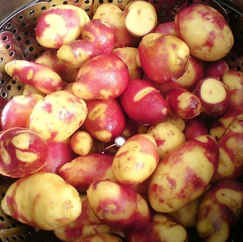 Aardappels 'Mayan Twilight'