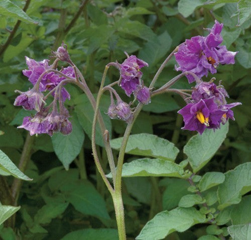 Aardappels 'Mayan Twilight'