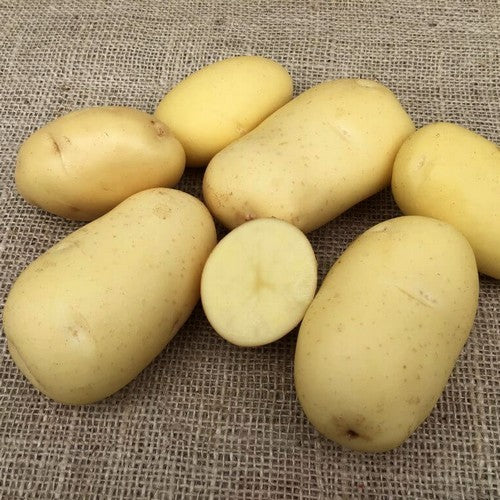 Aardappels 'Mondeo'