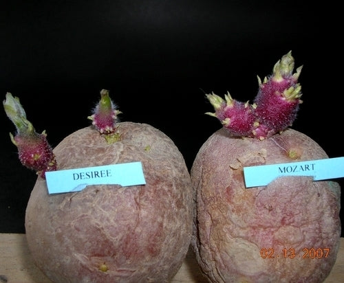Aardappels 'Mozart'