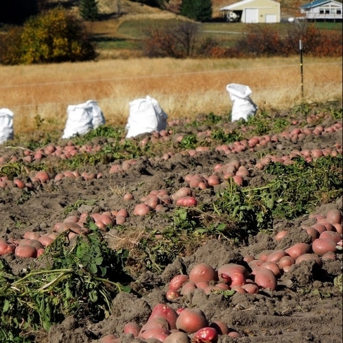 Aardappels 'Mozart'