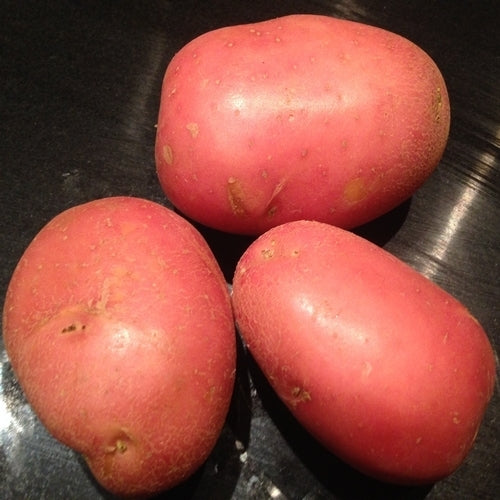 Aardappels 'Mozart'