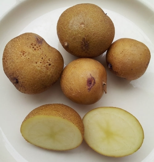 Aardappels 'Ojo Azul IPK Peru' / 'Peru Azul'