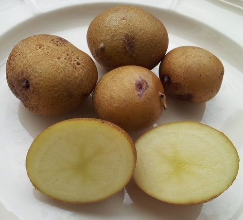 Aardappels 'Ojo Azul IPK Peru' / 'Peru Azul'