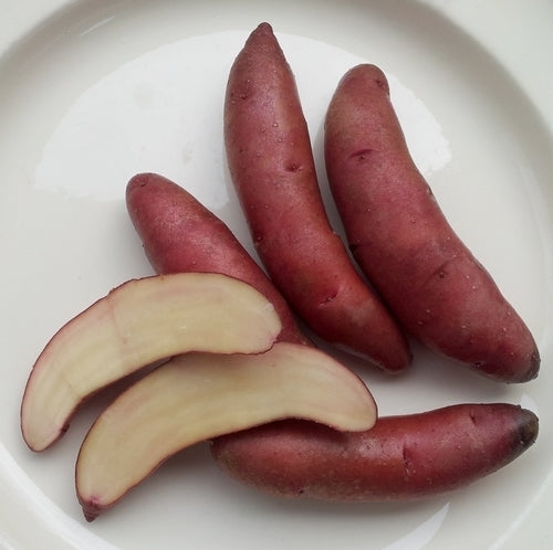 Aardappels 'Papa Cacho'