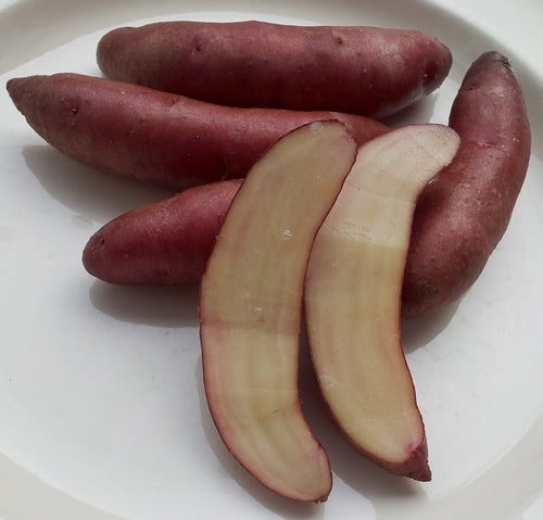 Aardappels 'Papa Cacho'