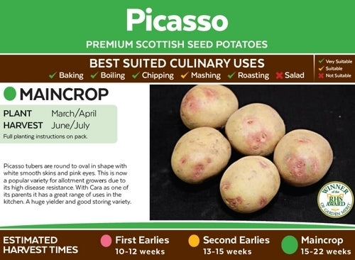 Aardappels 'Picasso'