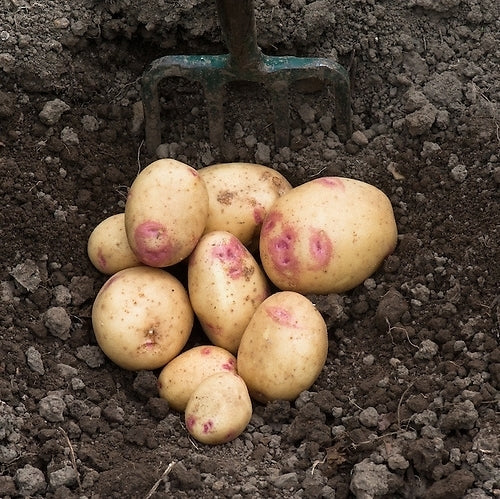 Aardappels 'Picasso'