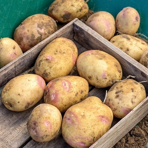 Aardappels 'Picasso'