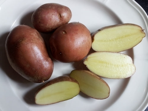 Aardappels 'Red Glenn'