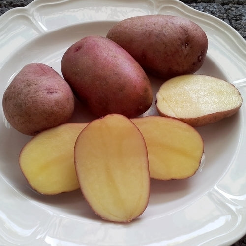 Aardappels 'Red Salomon'