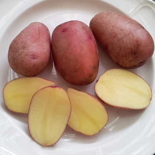 Aardappels 'Red Salomon'
