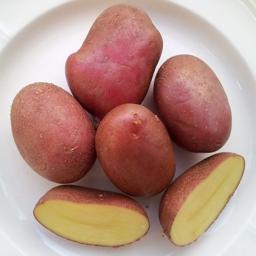 Aardappels 'Rumänische Rote'