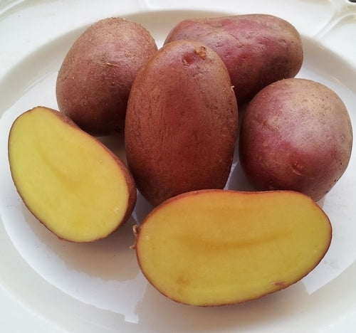Aardappels 'Rumänische Rote'