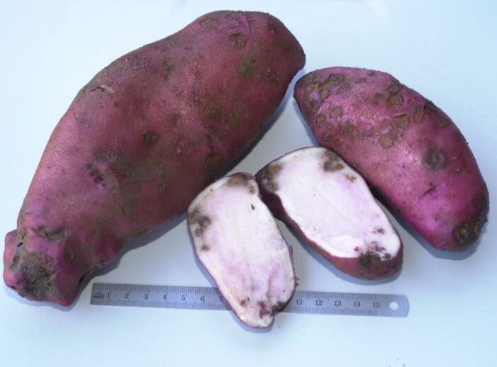 Potatoes 'Sarpo Axona Child Rot'