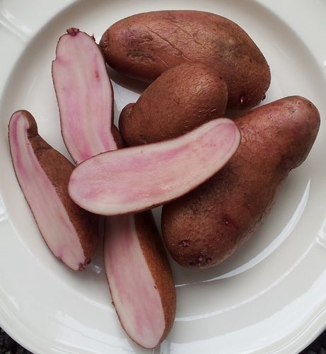Potatoes 'Sarpo Axona Peau'