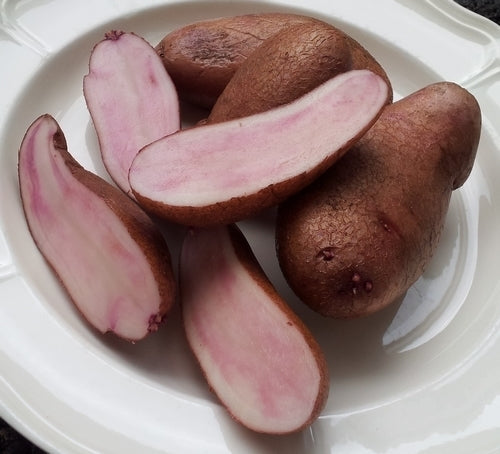Potatoes 'Sarpo Axona Peau'