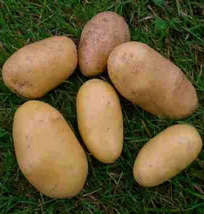 Aardappels 'Up-To-Date' / ‘Fin de Siècle’