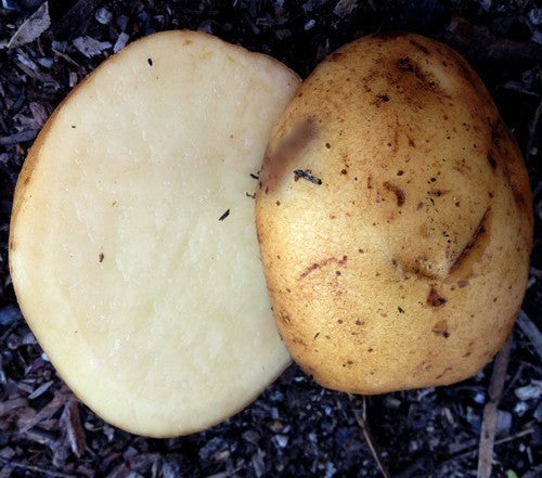 Aardappels 'Up-To-Date' / ‘Fin de Siècle’