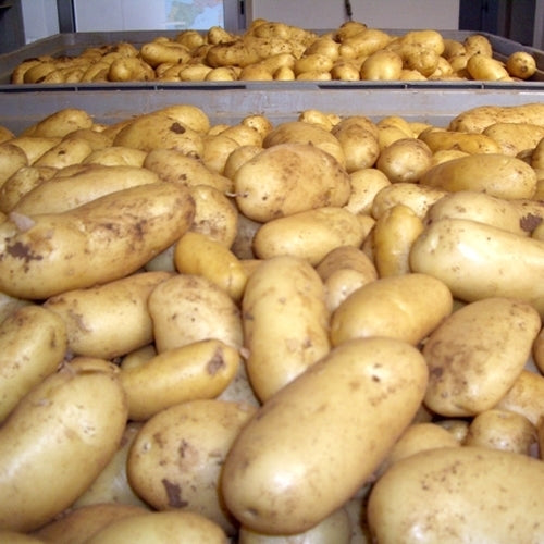 Aardappels 'Altesse'