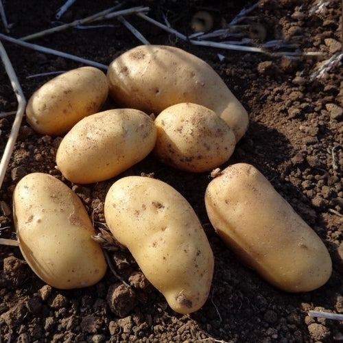 Aardappels 'Altesse'