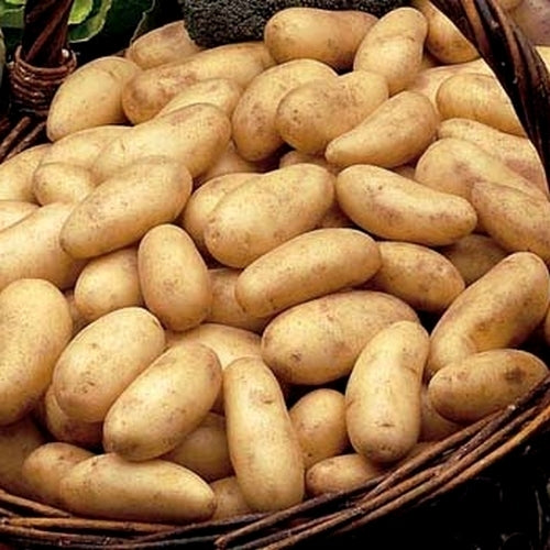 'Amandine' Potatoes