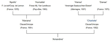 'Amandine' Potatoes