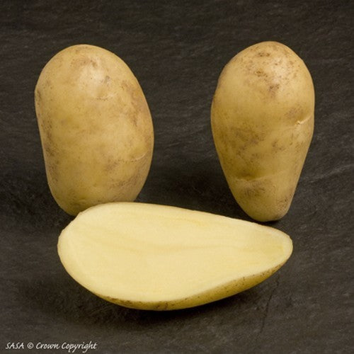 Aardappels 'Annabelle'