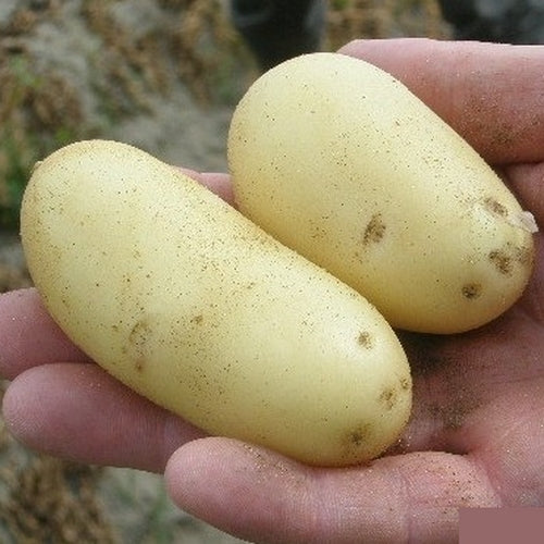 Potatoes 'Anoé'