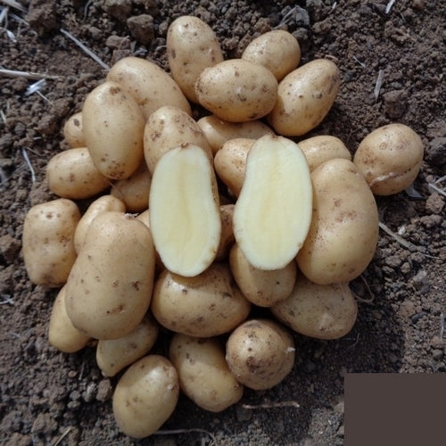 Potatoes 'Anoé'