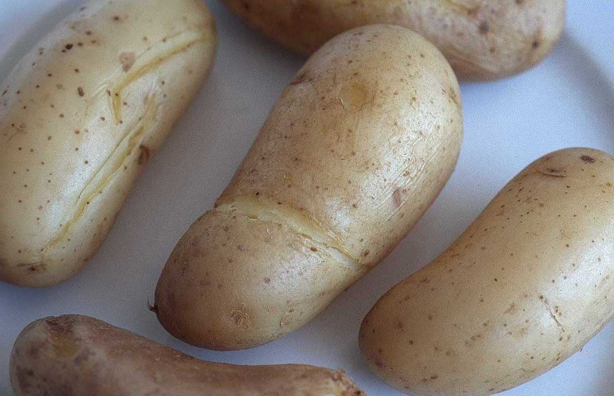 Aardappels 'Belle de Fontenay' / 'Hainaut' of 'Boulangère'