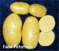Aardappels 'Belle de Fontenay' / 'Hainaut' of 'Boulangère'