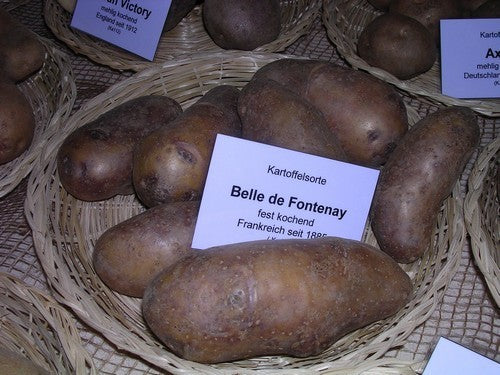 Aardappels 'Belle de Fontenay' / 'Hainaut' of 'Boulangère'