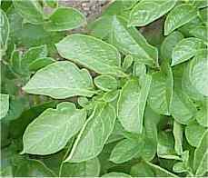 Aardappels 'Belle de Fontenay' / 'Hainaut' of 'Boulangère'